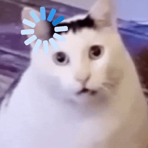 Funny cat